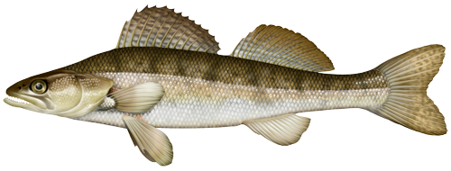 The pike perch