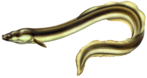 The eel