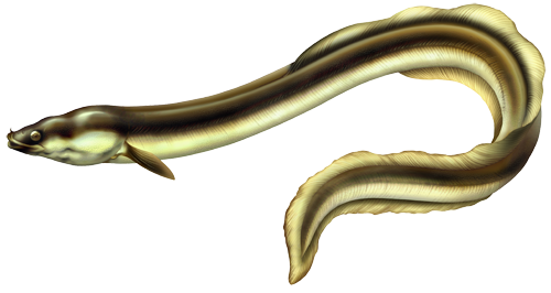 L'Anguille L'Anguille