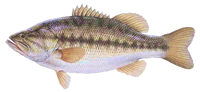 Black-bass