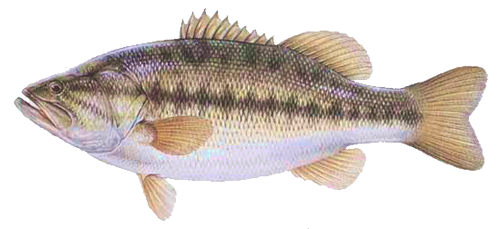 The black bass