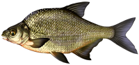 Common bream