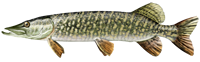 Pike