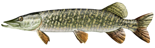 Pike