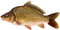 CARP