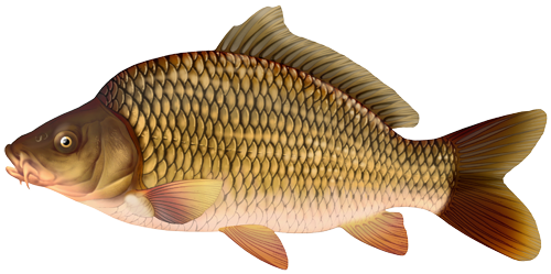 CARP