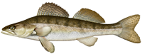 Pike perch