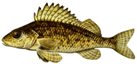 Ruffe