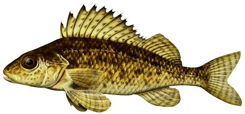 The Ruffe