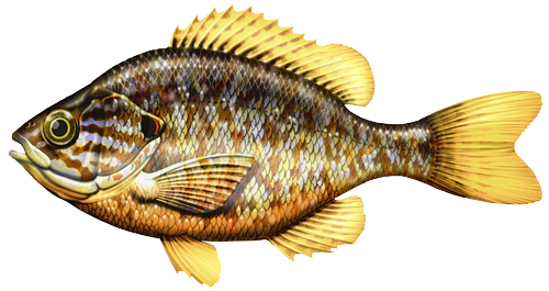 Pesce persico sole