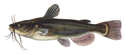 The cat fish The cat fish