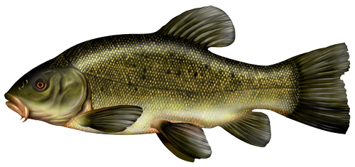 Tench