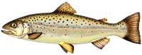 Brown trout