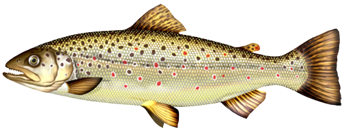 Bruine forel