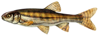 Minnow