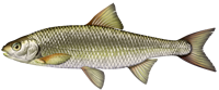 Common DACE