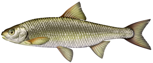 The common DACE
